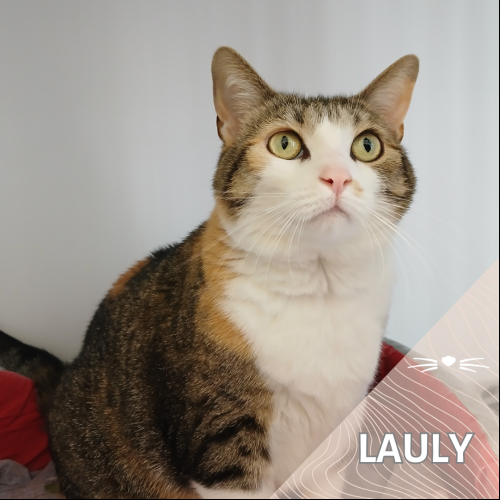 Lauly