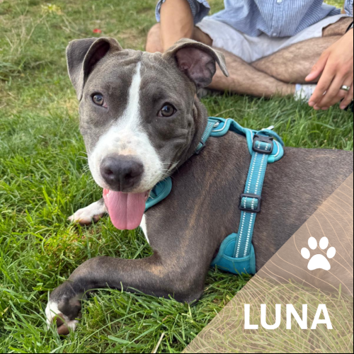 Luna