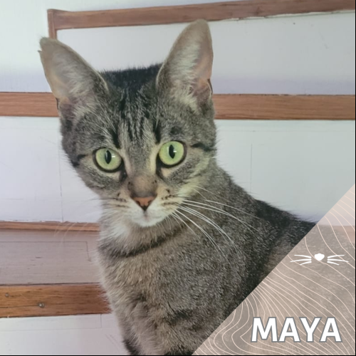 Maya