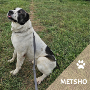 Metsho