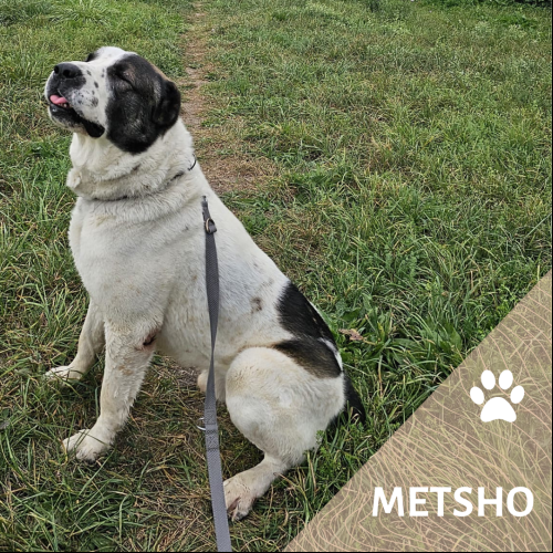 Metsho