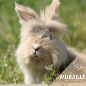 Muraille