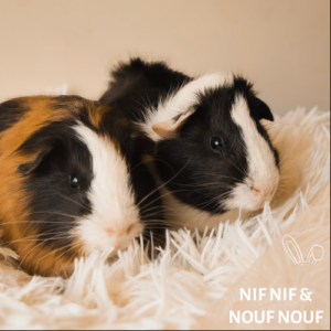 Nif Nif et Nouf Nouf