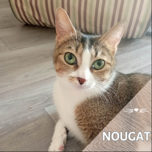 Nougat