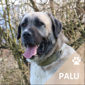 Palu