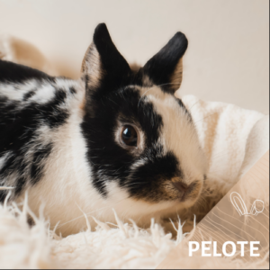 Pelote