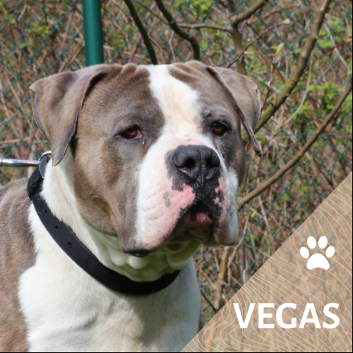 Vegas